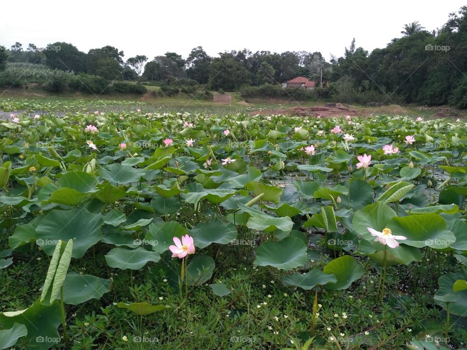 Nature Lotus village