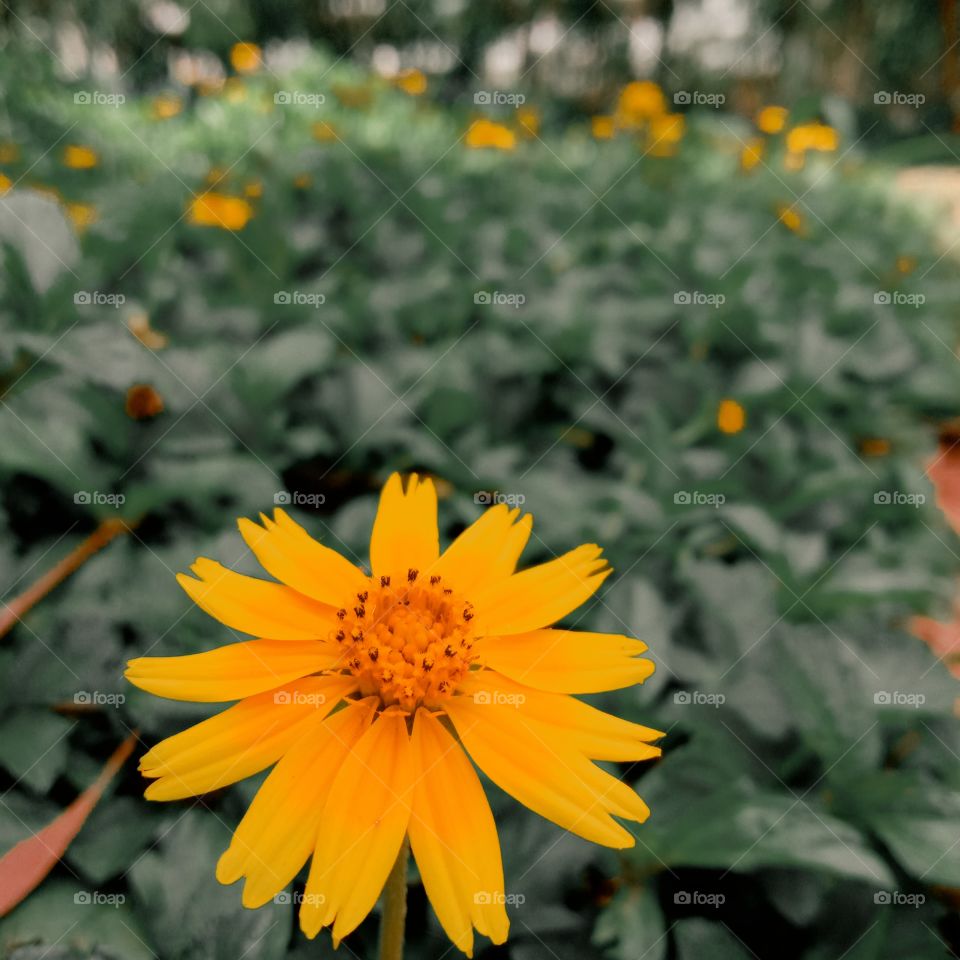 plants and flowers makes mind colorful 🌷😍