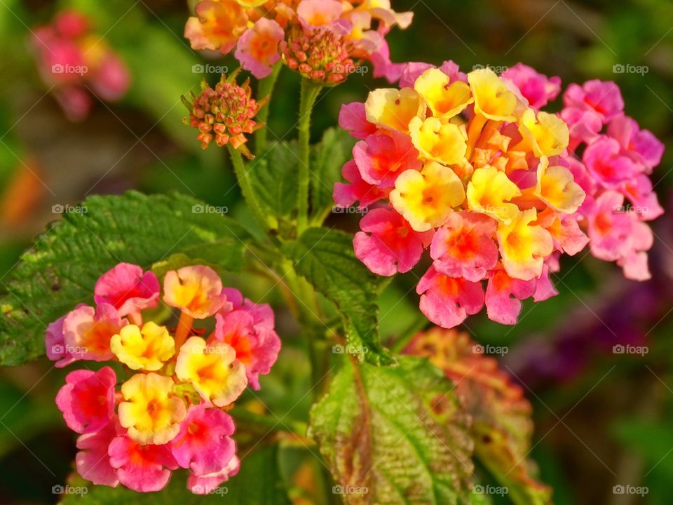 Drought Tolerant Flowers. Pink And Yellow Lantana Blossom In Drought Tolerant California Garden
