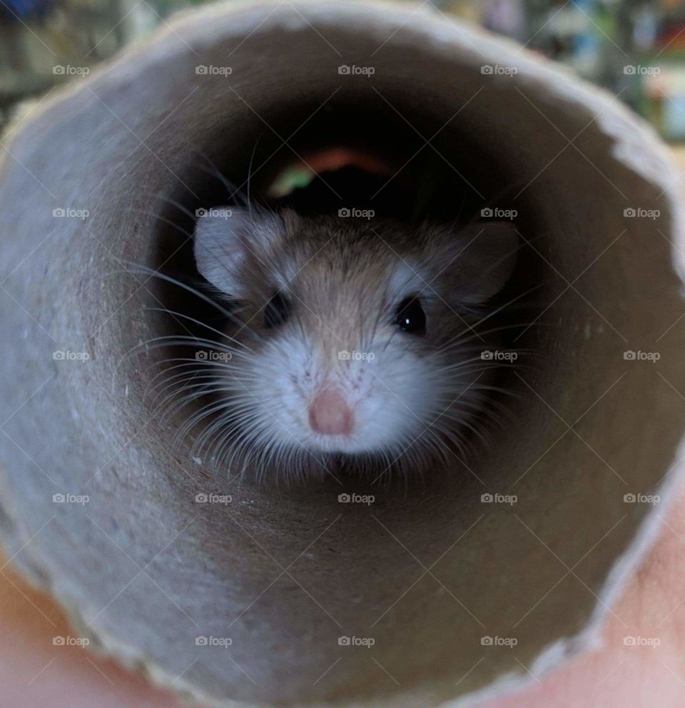 Cute hamster in a paper towel pipe