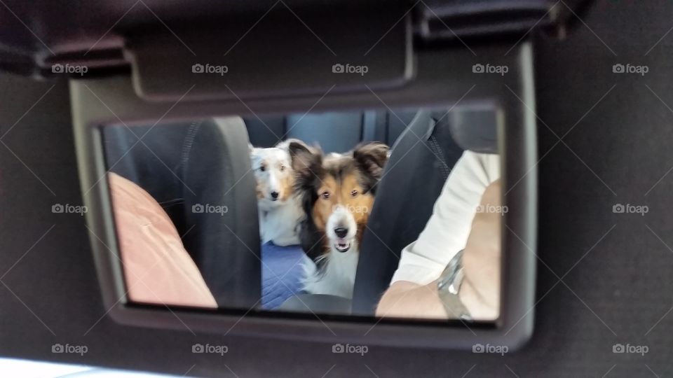 Two Shelties to go
