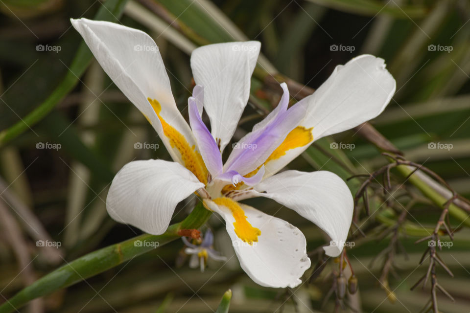 Beautiful flower/Linda flor.