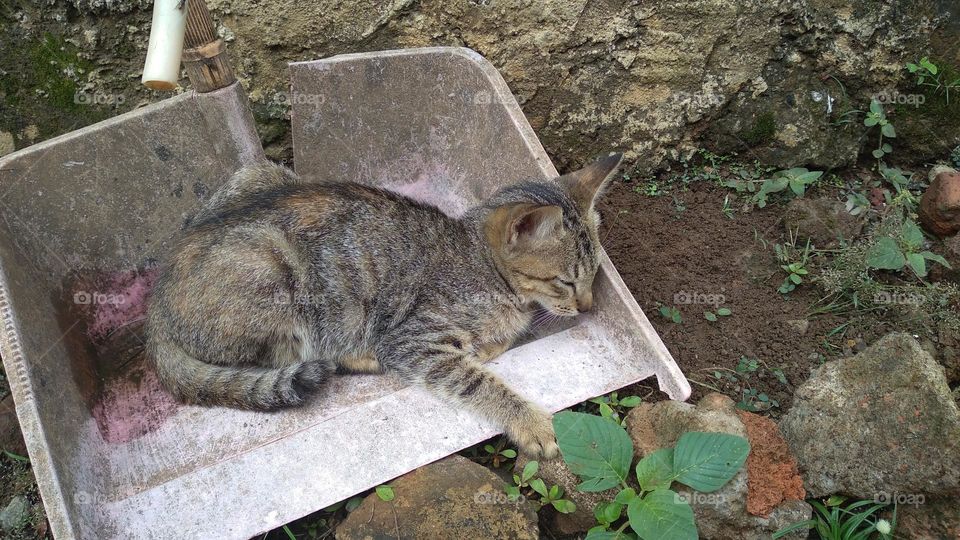 Cute kitten in the garbage shovel