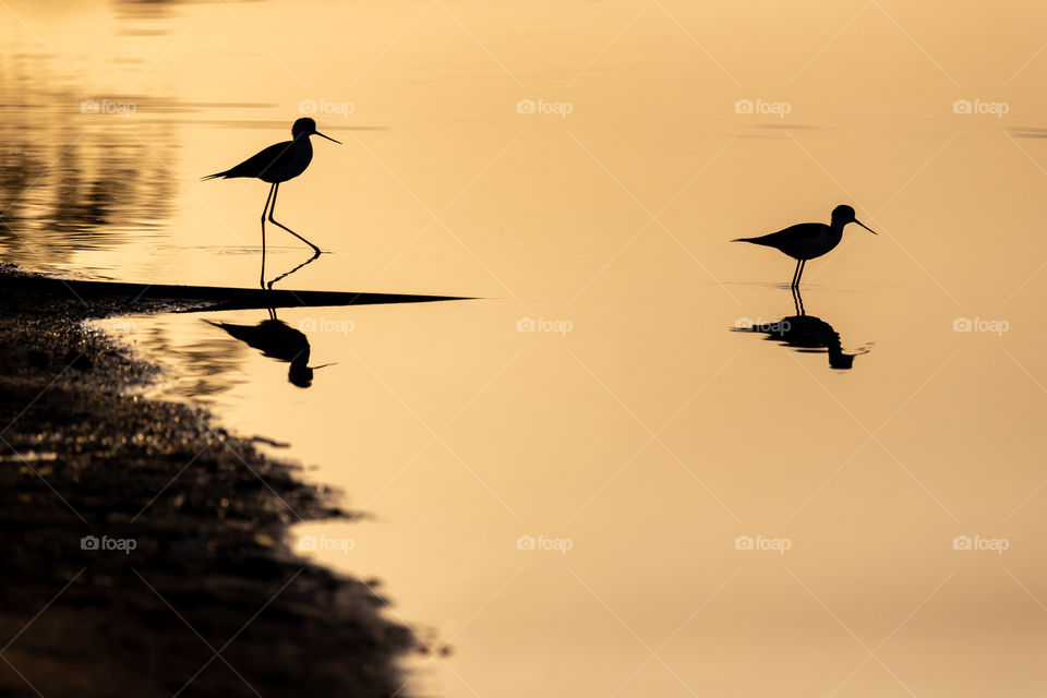 Birds at the lake at the sunrise