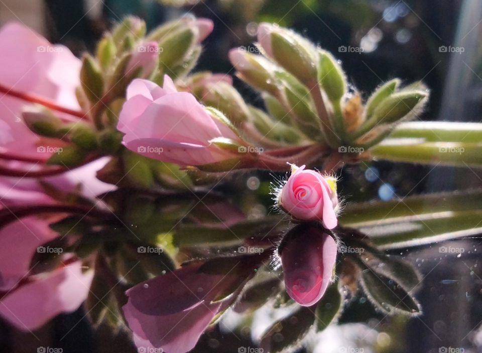 Geraniums buds starting to bloom in flower with a reflection photograph taken outside in Tooraweenah New South Wales Australia