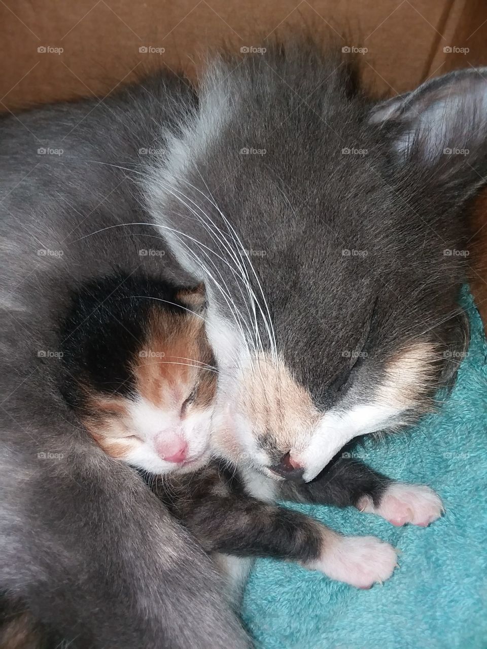 mother cat