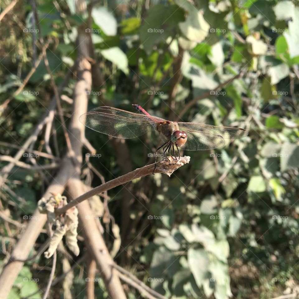 dragonfly