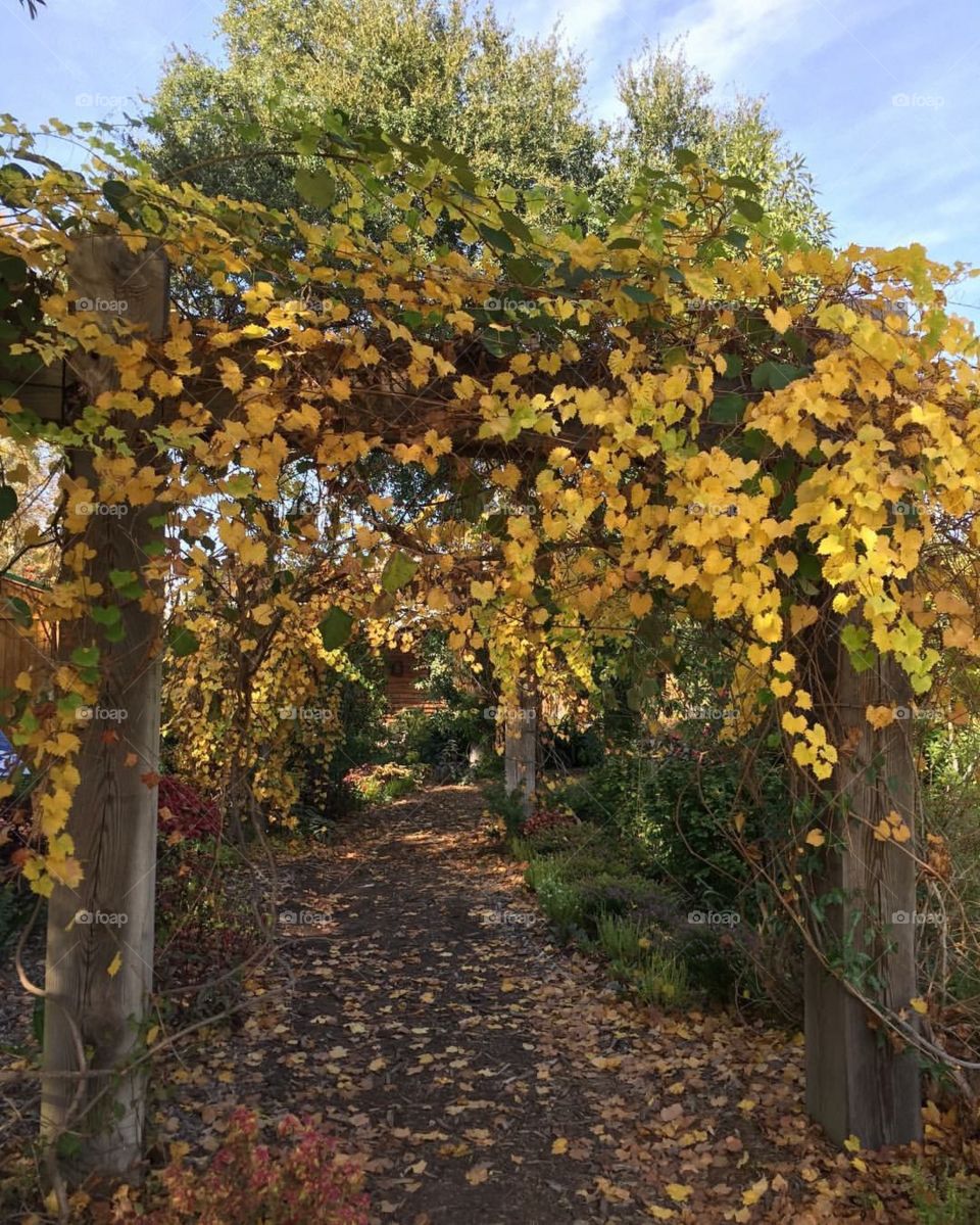 An autumn stroll through on a secluded Statesboro path