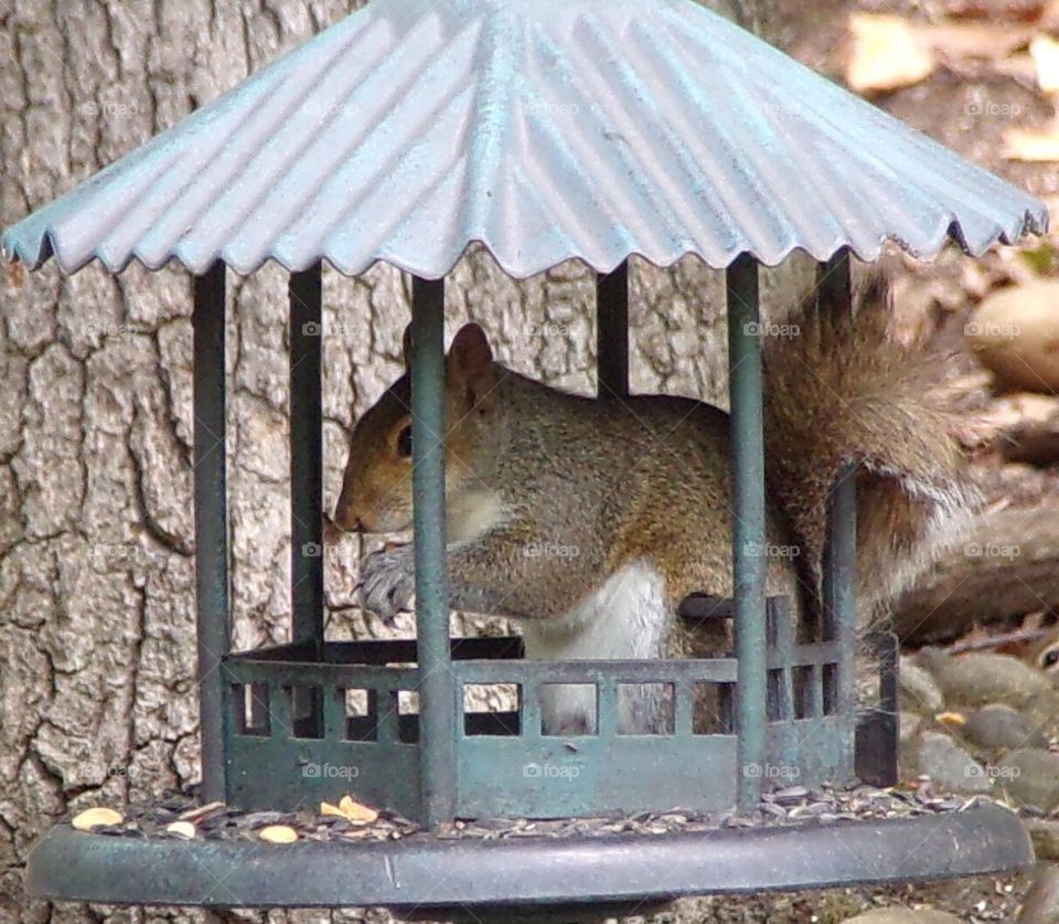 Squirrel playing peek a boo 