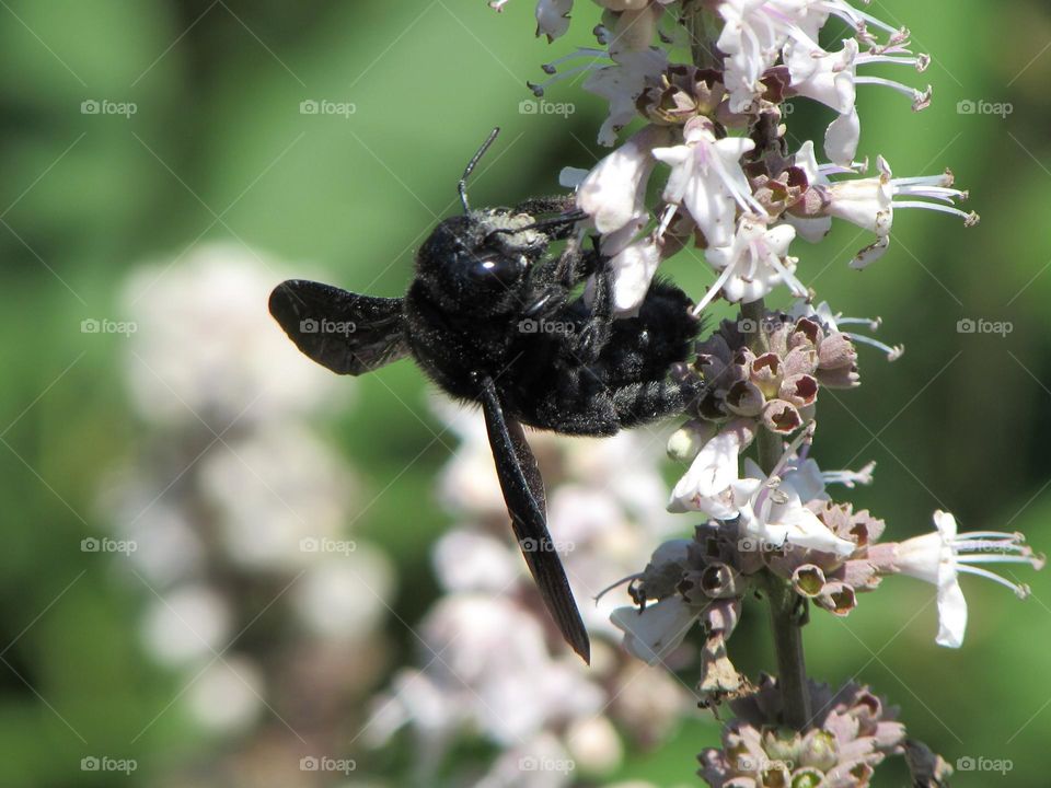 Bumblebee on a flower