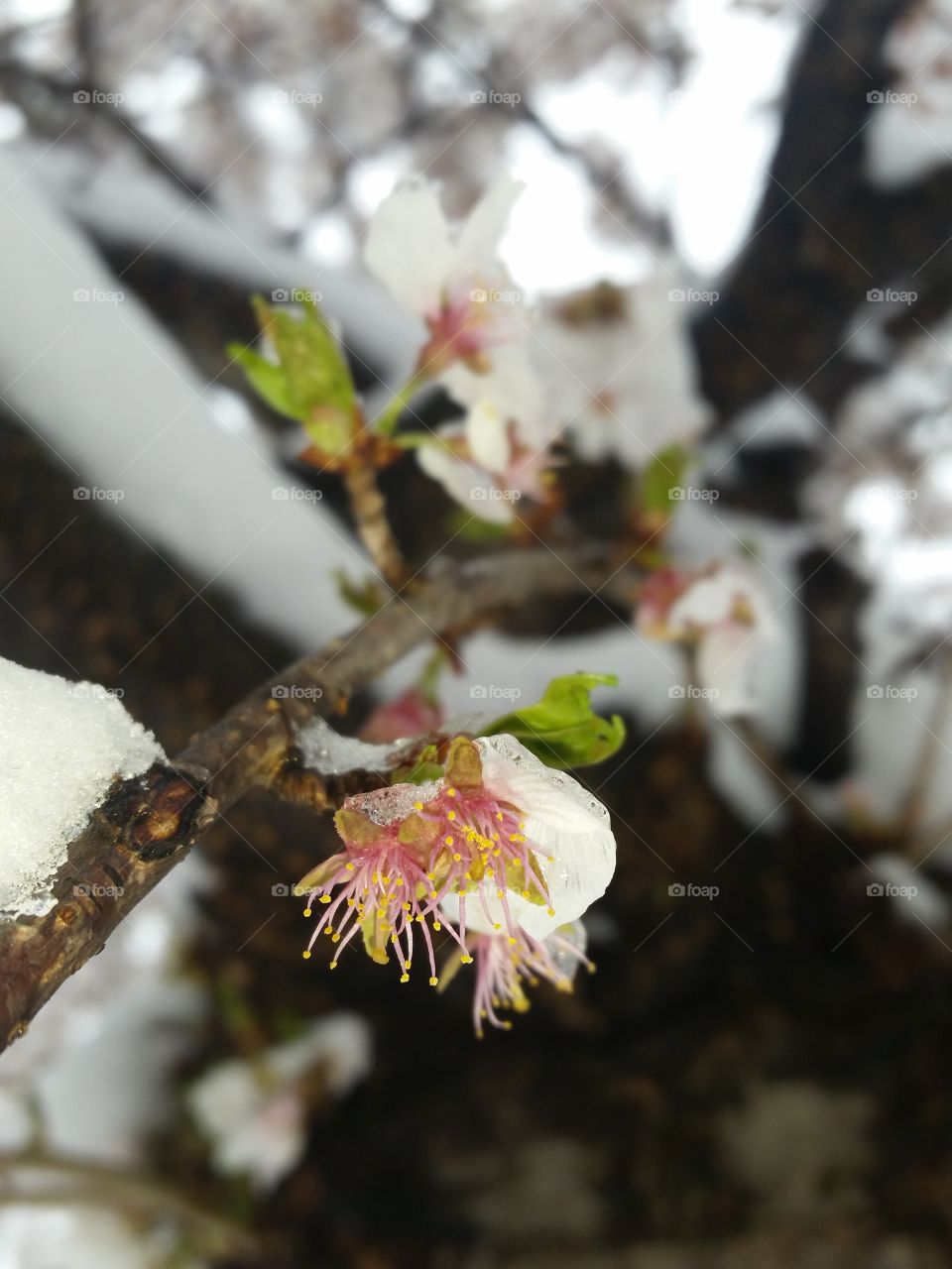 Spring Floral in Ice and Snow