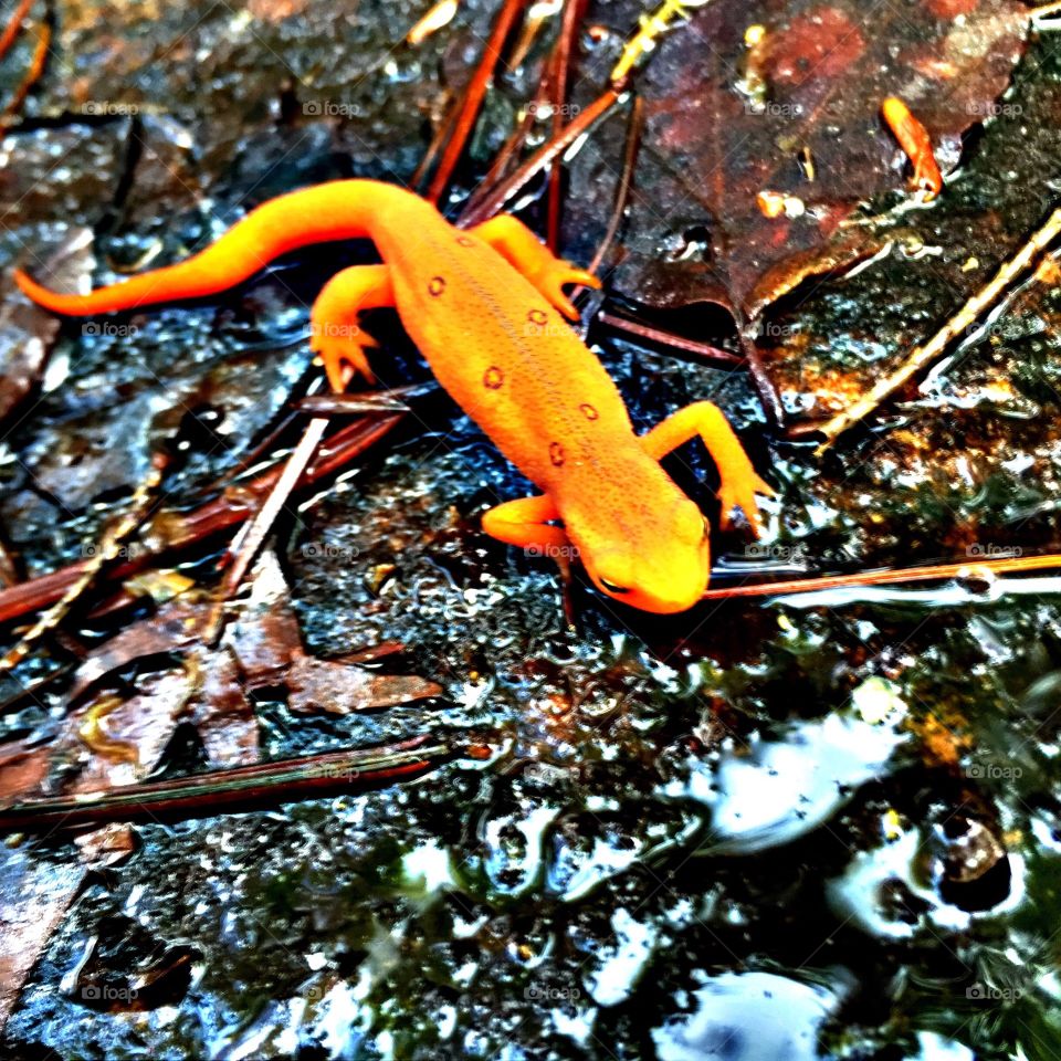 Salamander . Another salamander