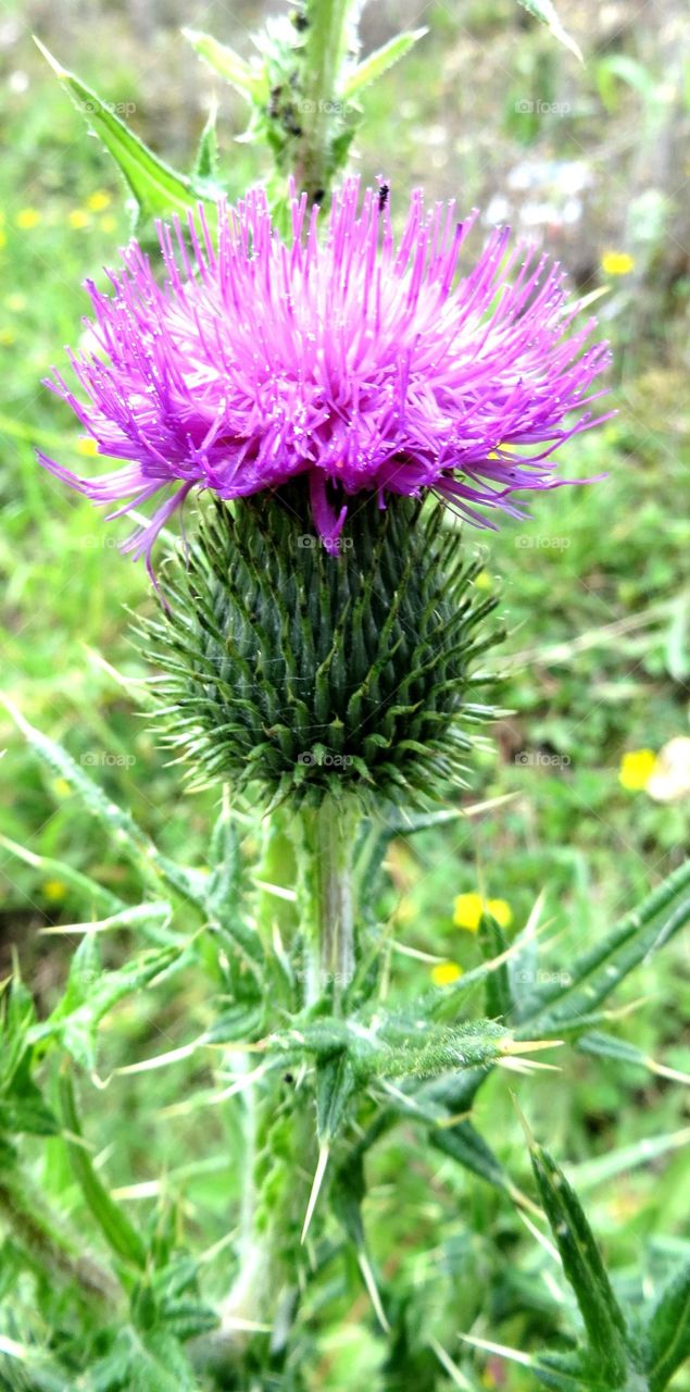 thistle