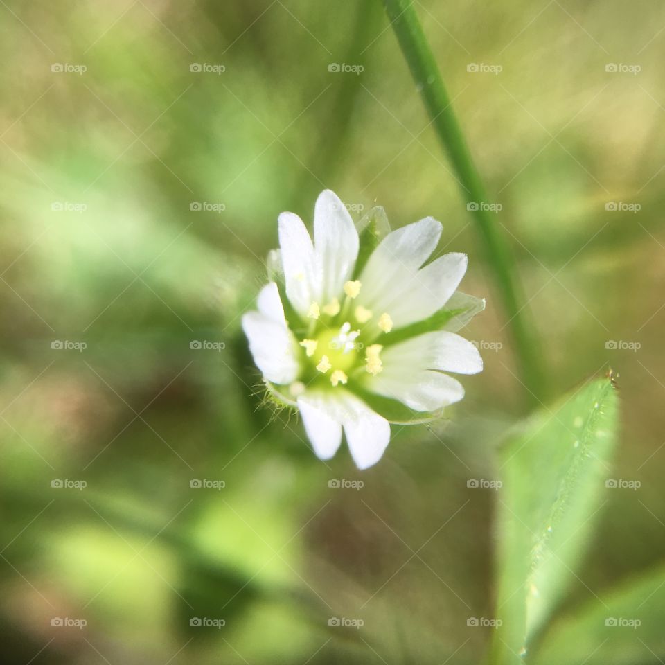 Tiny flower