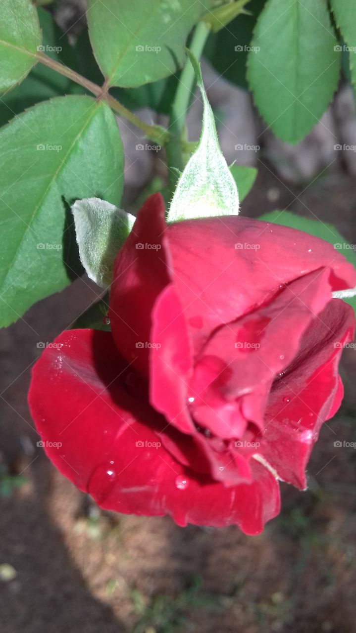 rosee flower