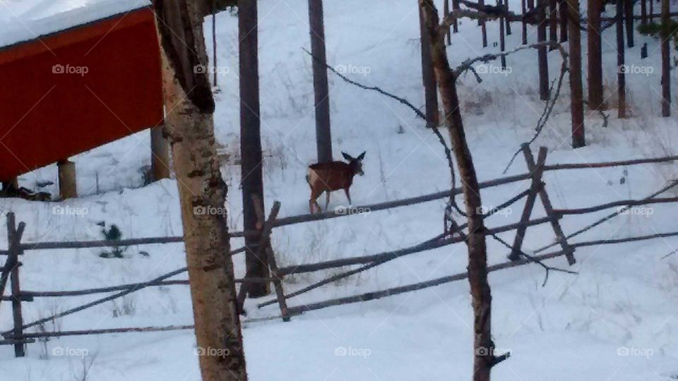 deer in snow