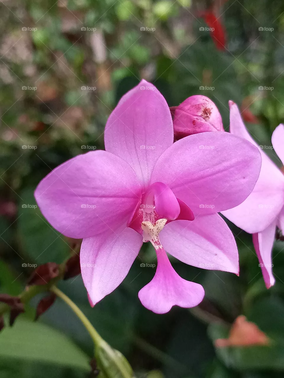 Natural Flower 56