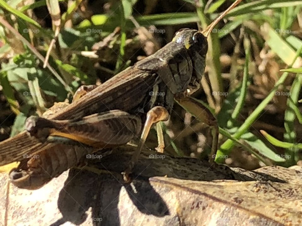 Side view of a grasshopper