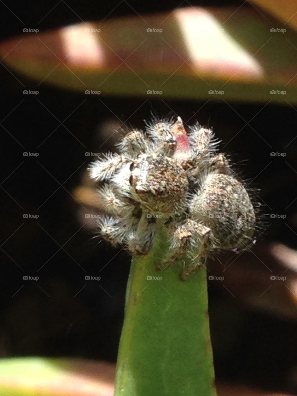 Close-up of a small spider