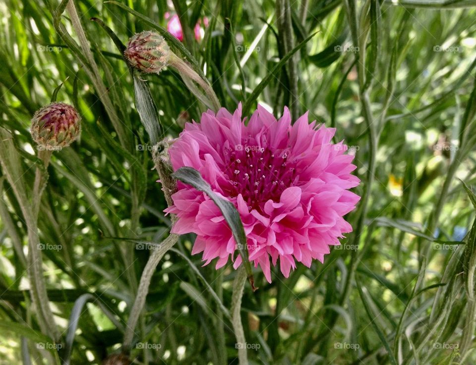矢車草  Cornflower

