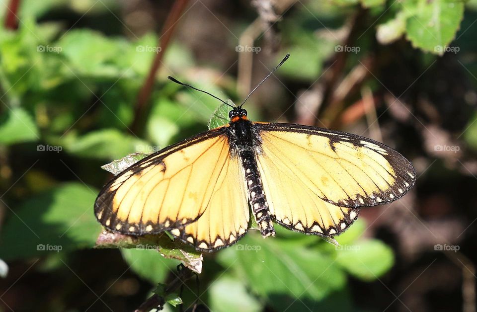 Beautiful and cute butterfly