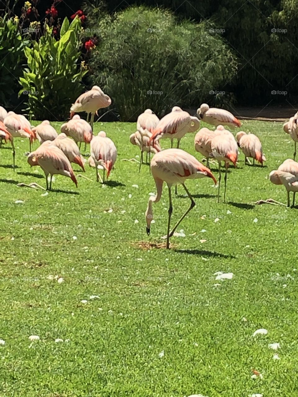 Flamingos