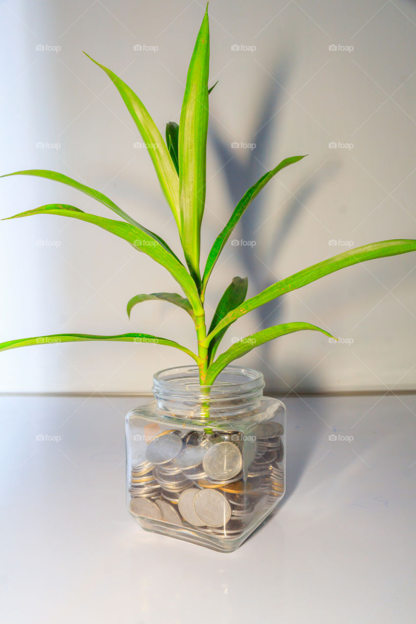 Plant growing out of coins in a glass jar. Business Money growth concept. Little green tree leaf grow on many coins in a bottle container with white backgrounds. Banking economy and finance investment