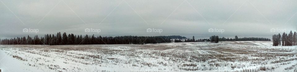 Wheatfield in winter.