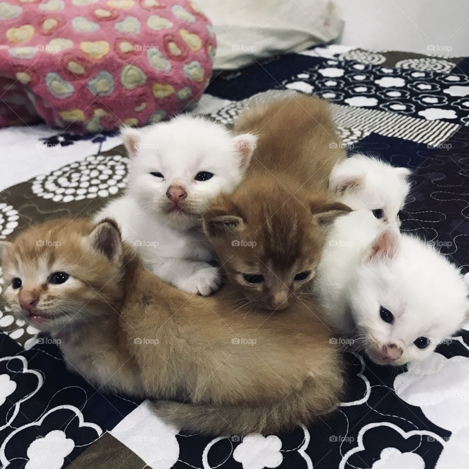 Small cat. Kittens