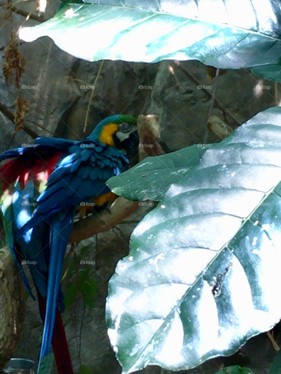 A zoo picture of the macaw