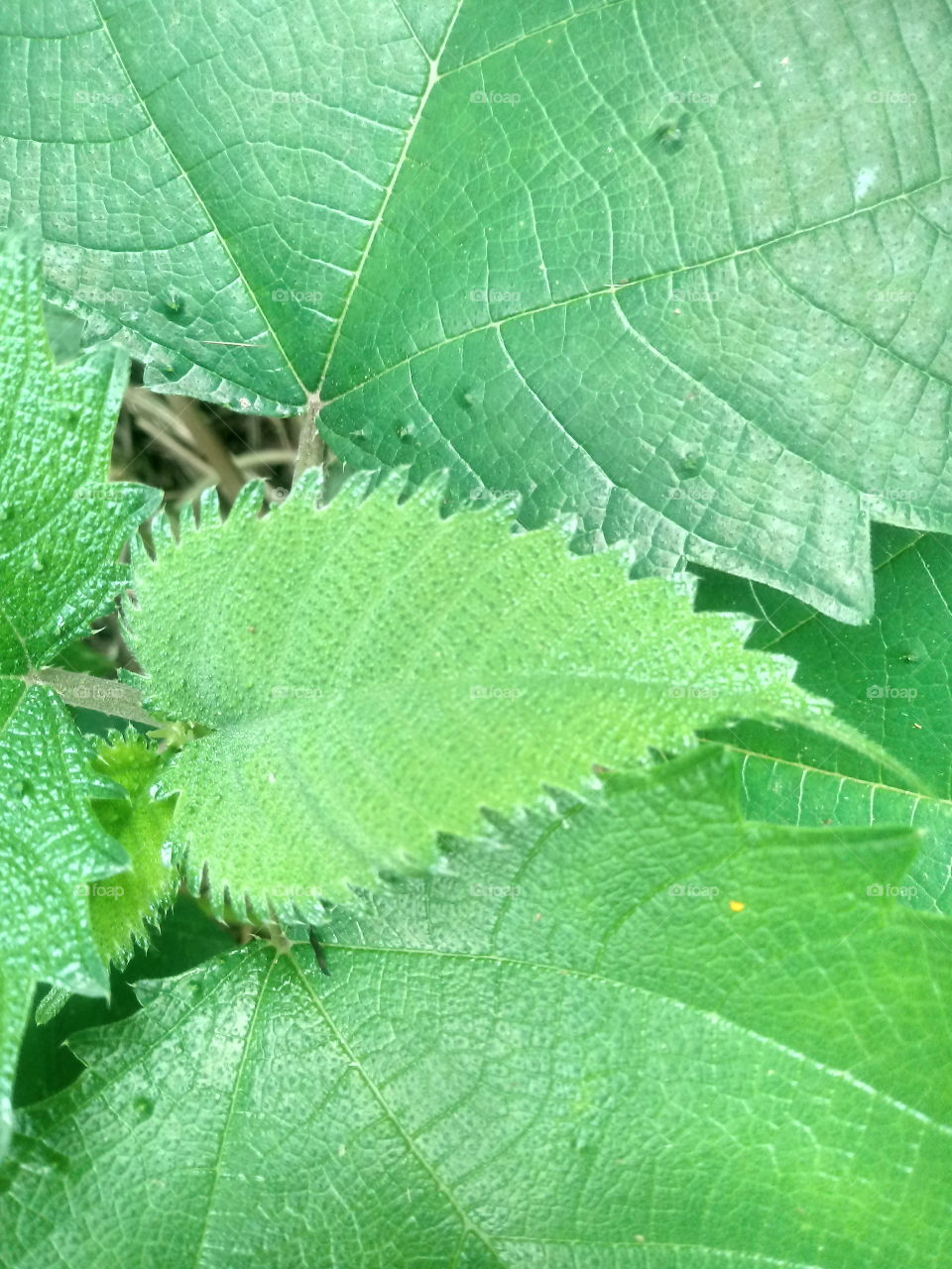 GREEN NATURAL NATURE LEAFS