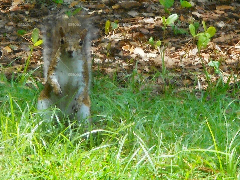 A squirrel stands in the grass looking at camera with a suprised expression on its face.