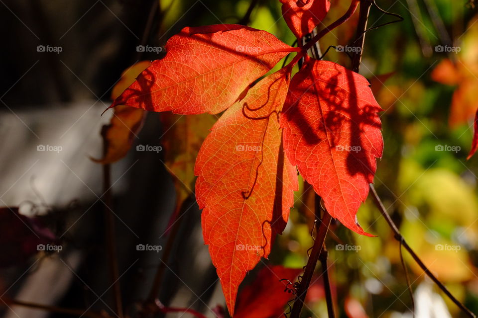 Grape leaves 