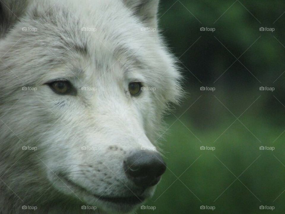 Arctic Wolf. Closeup of arctic Wolf
