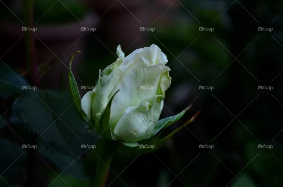 flover
