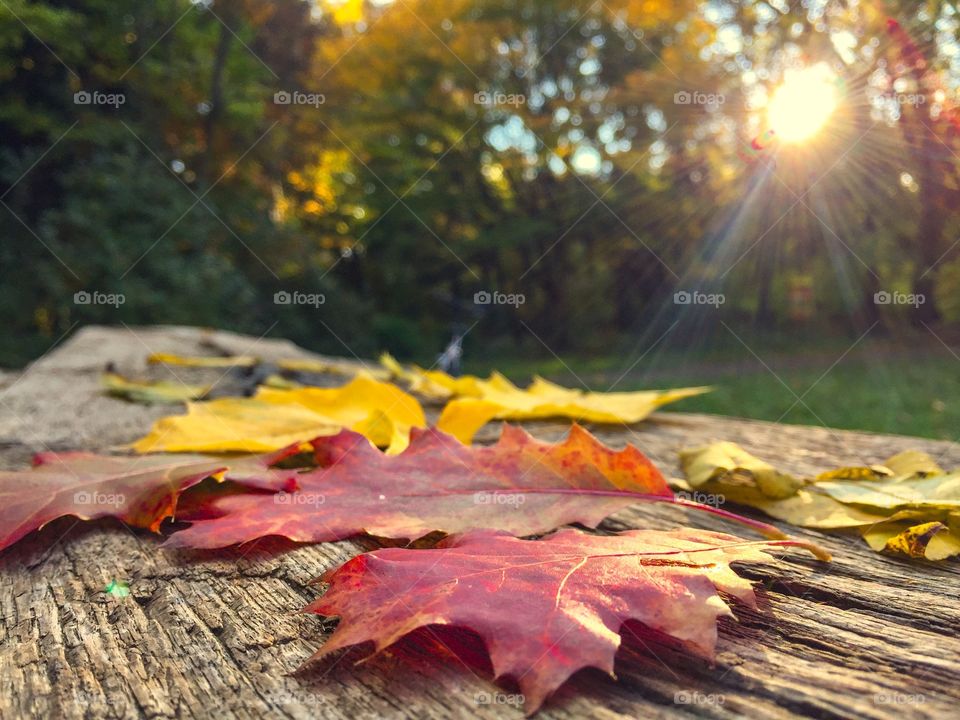 Res leaves and yellow leaves on wooden bench with sun shining on them