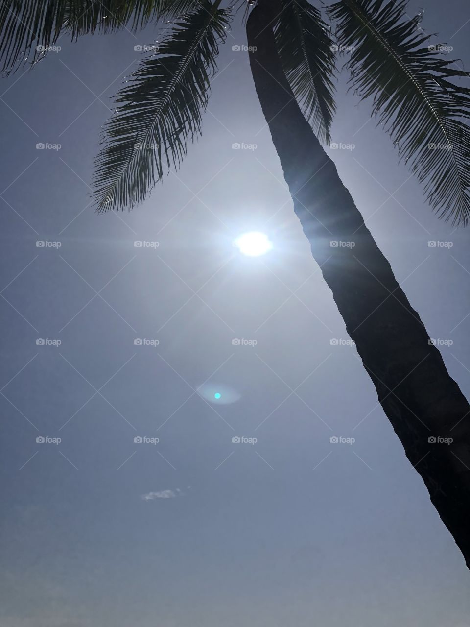 Palm tree in the bright sun