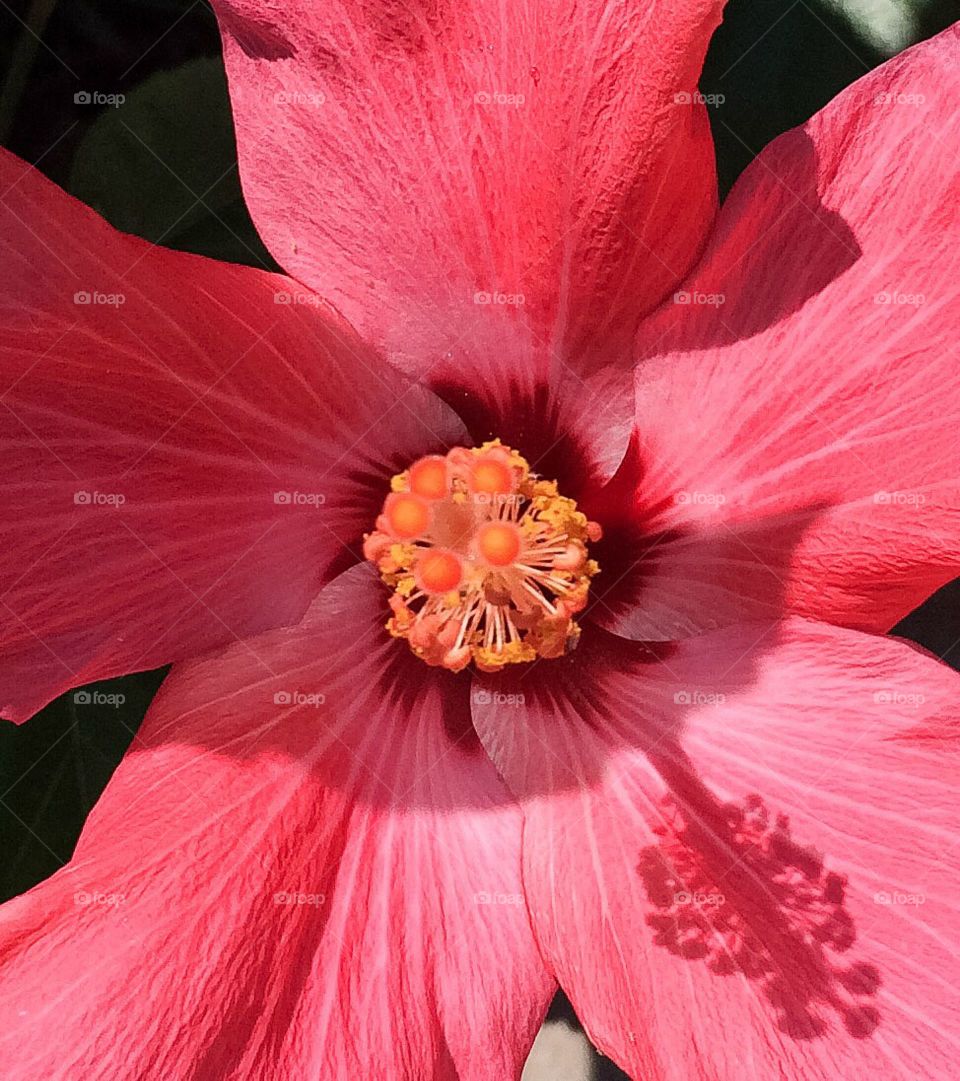 Pink flower 