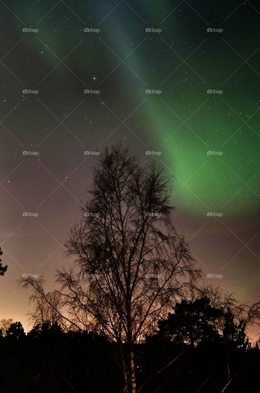 Silhouette of trees and northern lights, Norway