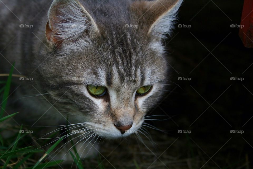 Close-up of cat against black background