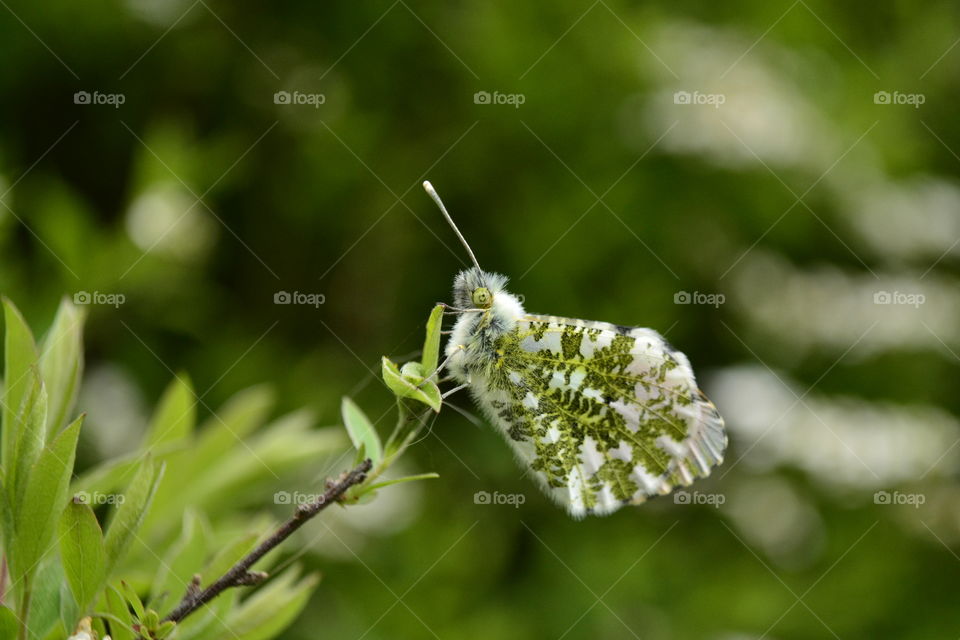 Beautiful Butterfly 