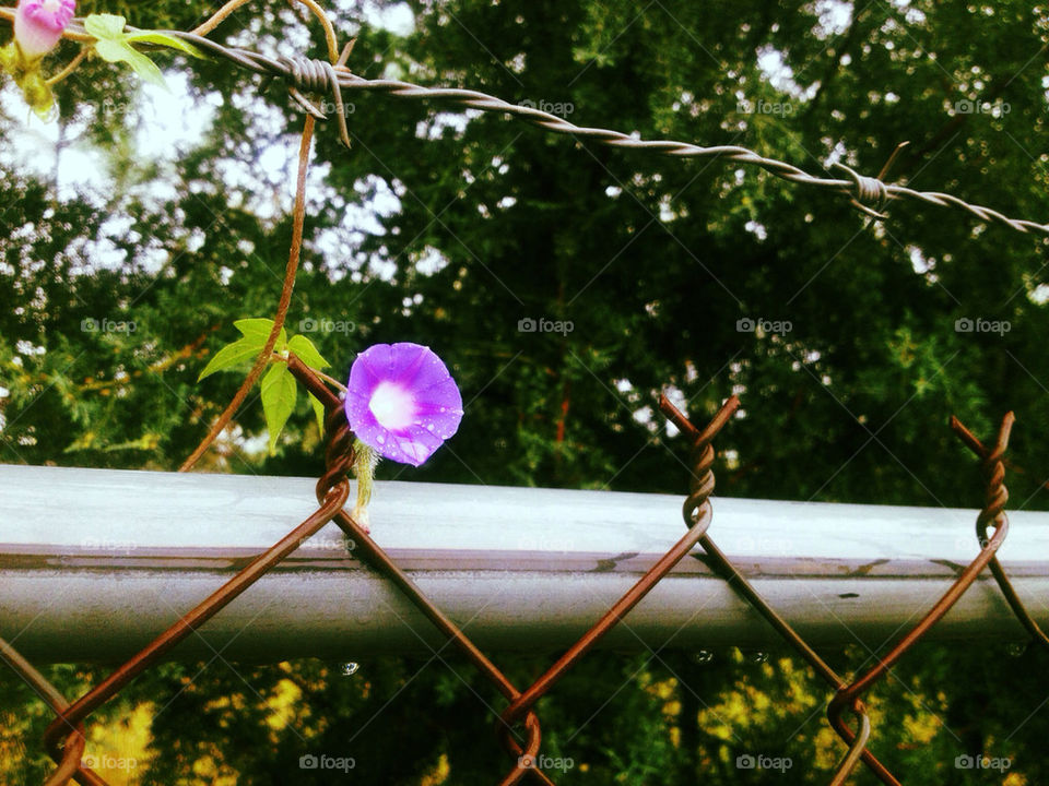 A small flower with dew growing among security fences