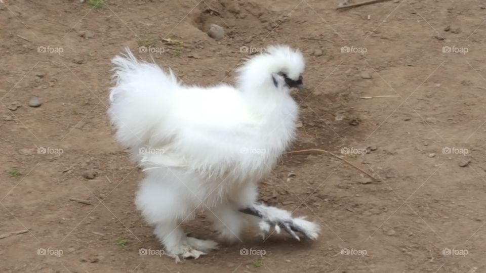 fluffy chicken