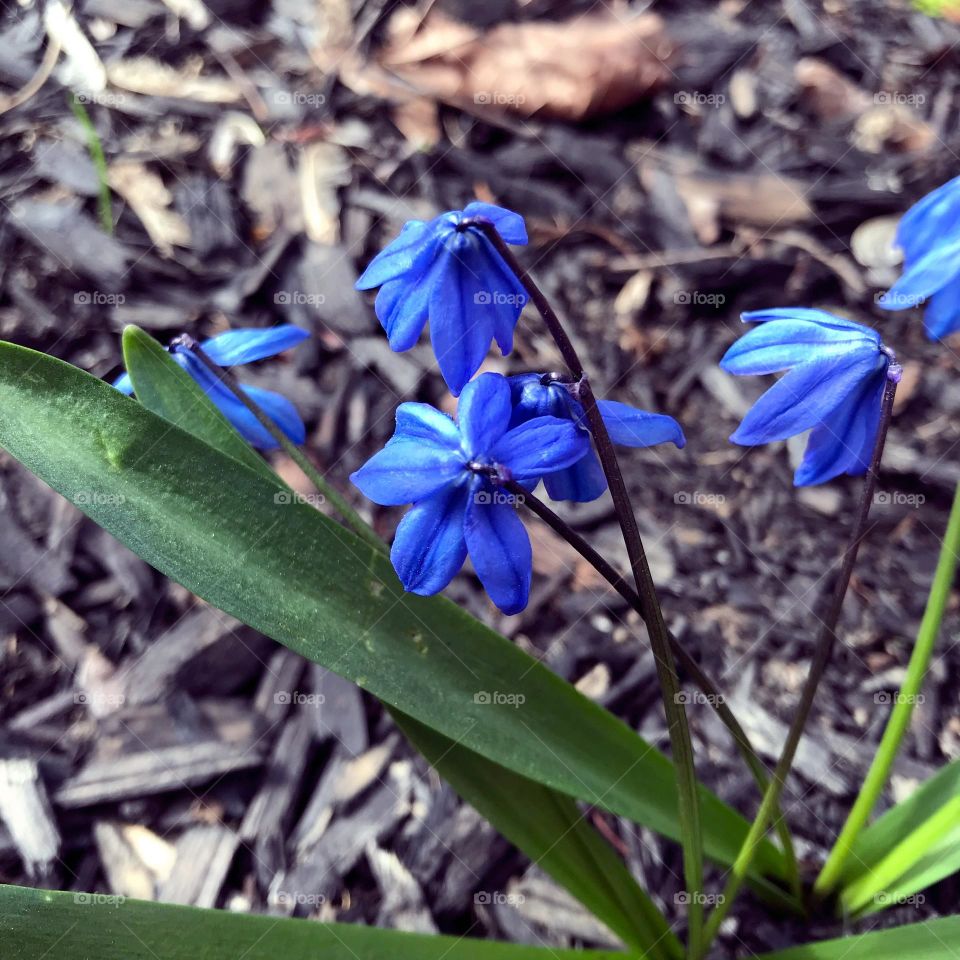 These bluebells are a sure sing of spring. I am always excited to see them come up.