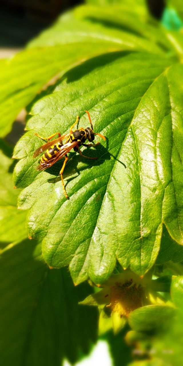 A wasp basks in the spring sunshine