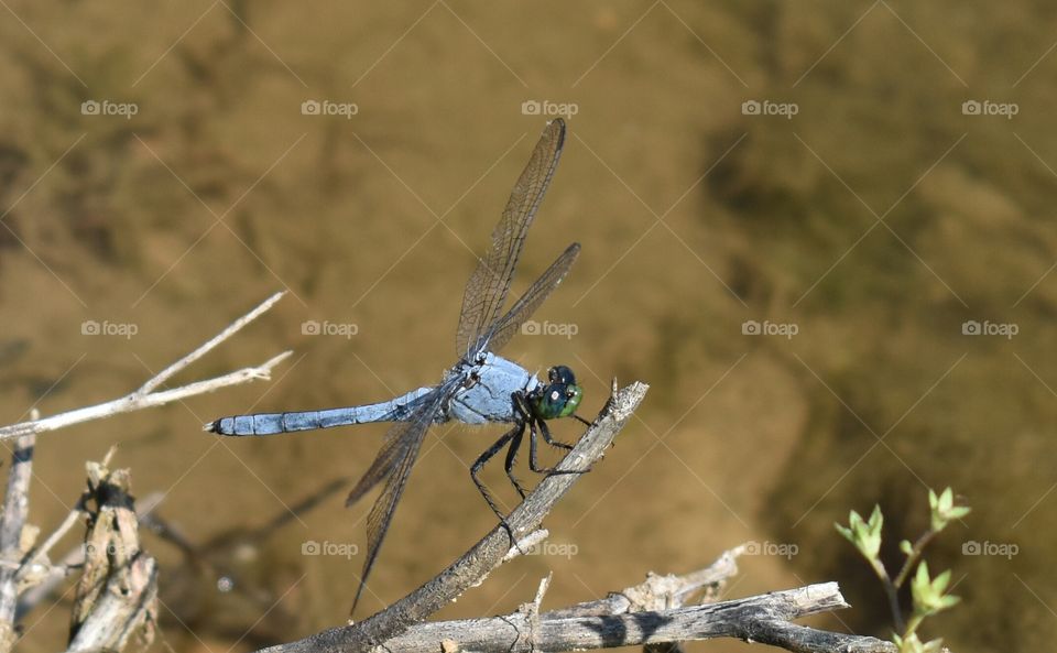 Blue dragonfly on a stick at the pond in the summer.