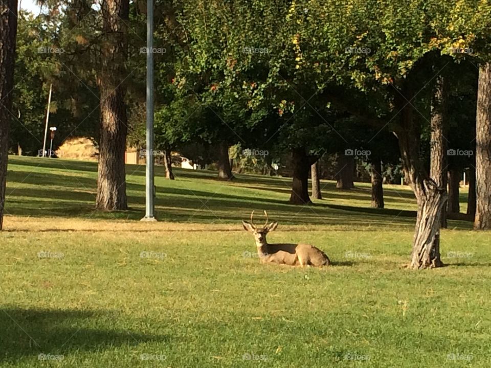 Deer relaxing in the summer sun in a green park of trees and grass. 