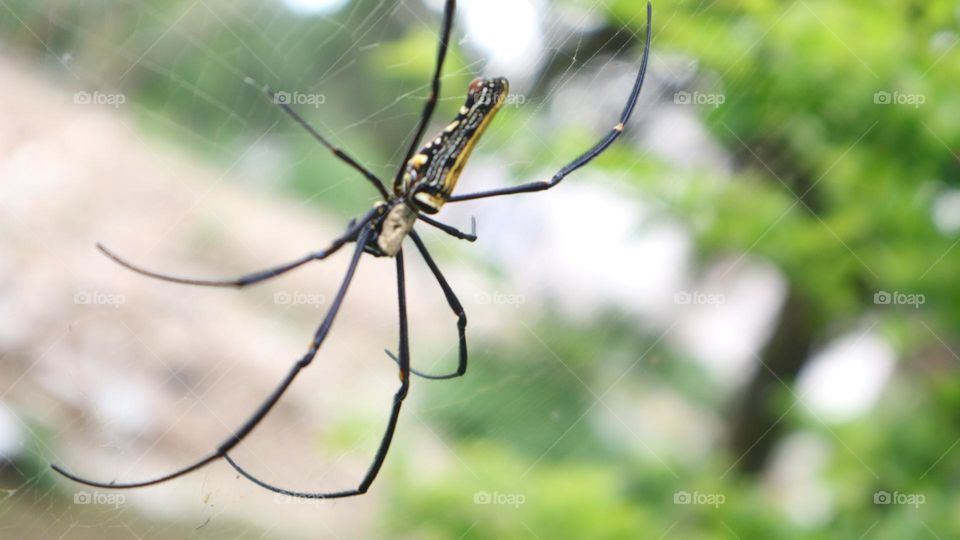 The Nephila pilipes spider is one of the largest types of spiders and is known in Indonesia under the names weaver spider, golden ball weaver spider, golden ball web spider