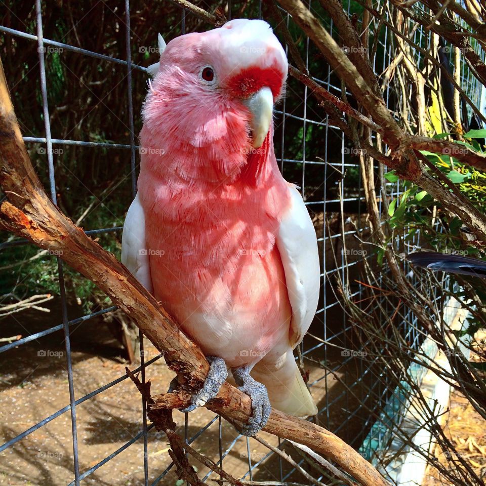 Australian Parrot