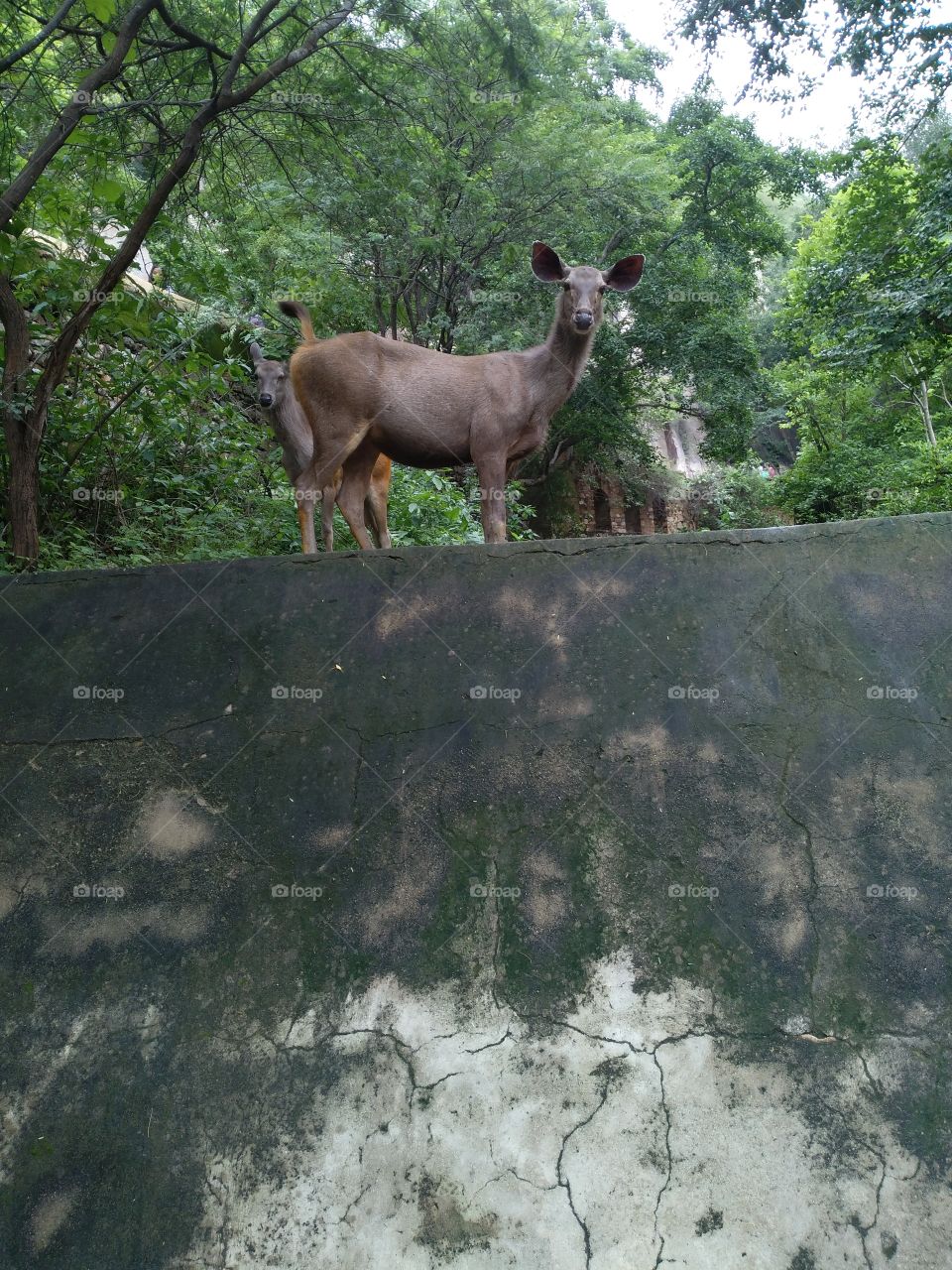 deer on wall